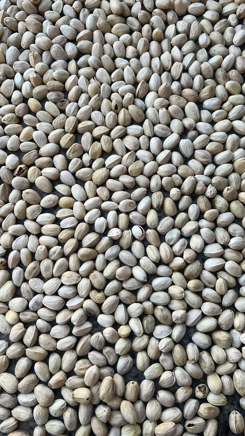 خرید پسته پوک|خدمات باغبانی و درختکاری|رفسنجان, |دیوار