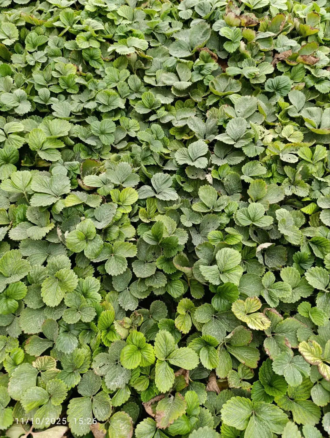 نهال توت فرنگی سابرینا وکامارس نامبروان|خدمات باغبانی و درختکاری|خان ببین, |دیوار