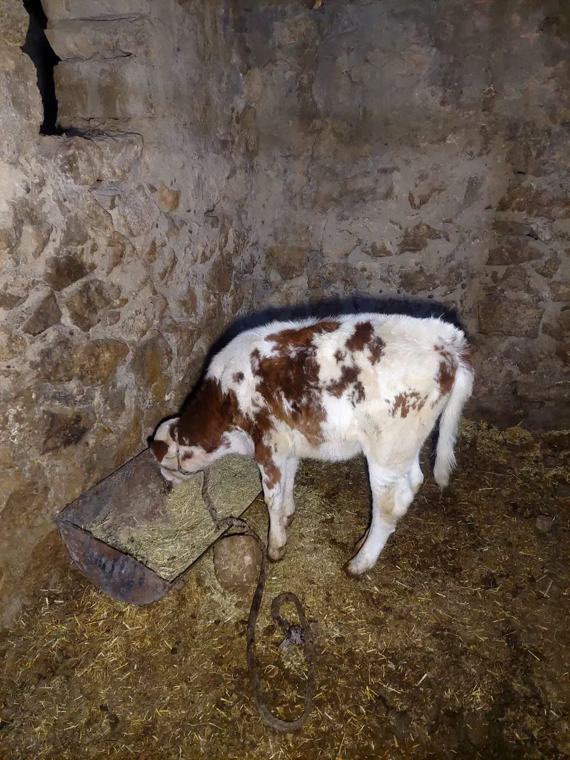 گوساله|حیوانات مزرعه|پاتاوه, |دیوار