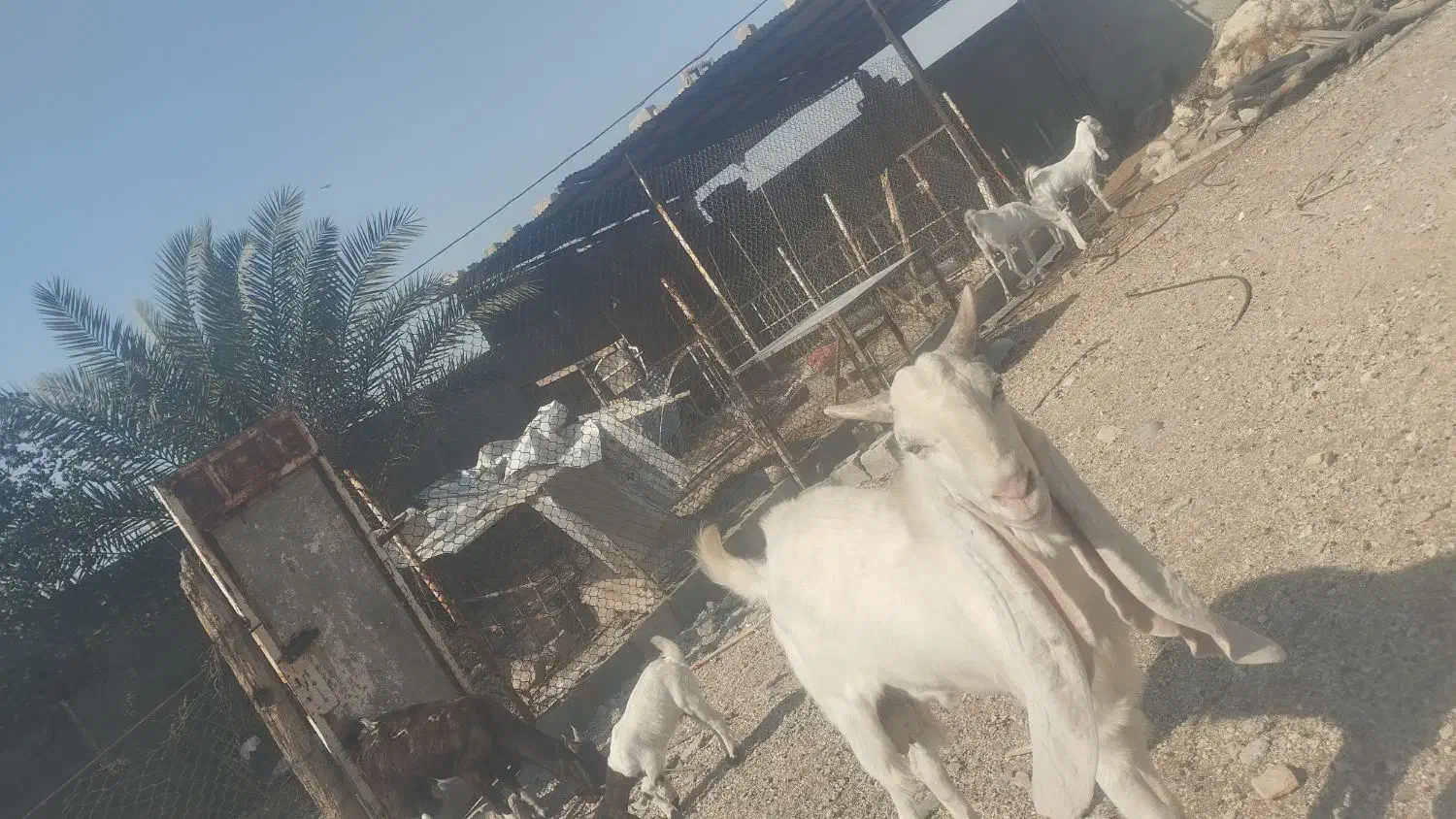 فروش دوتا پازن گلابی و پتیری پاکستانی|حیوانات مزرعه|گله دار, |دیوار