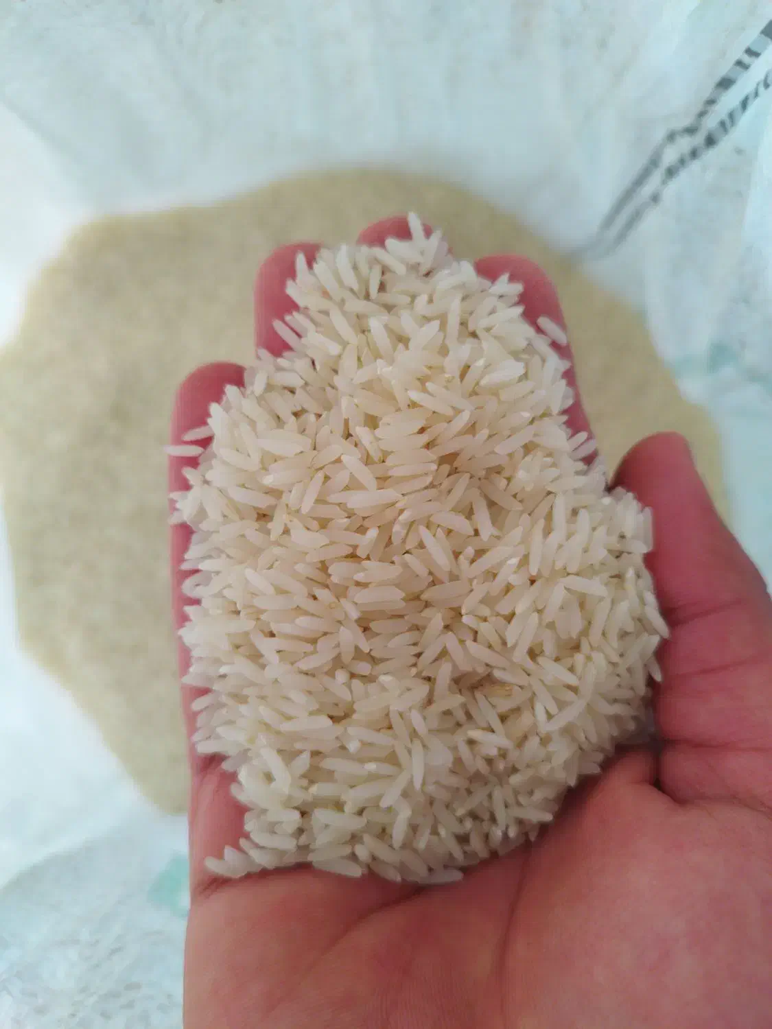 برنج طارم هاشمی دوباره کشت|خوردنی و آشامیدنی|بابل, |دیوار