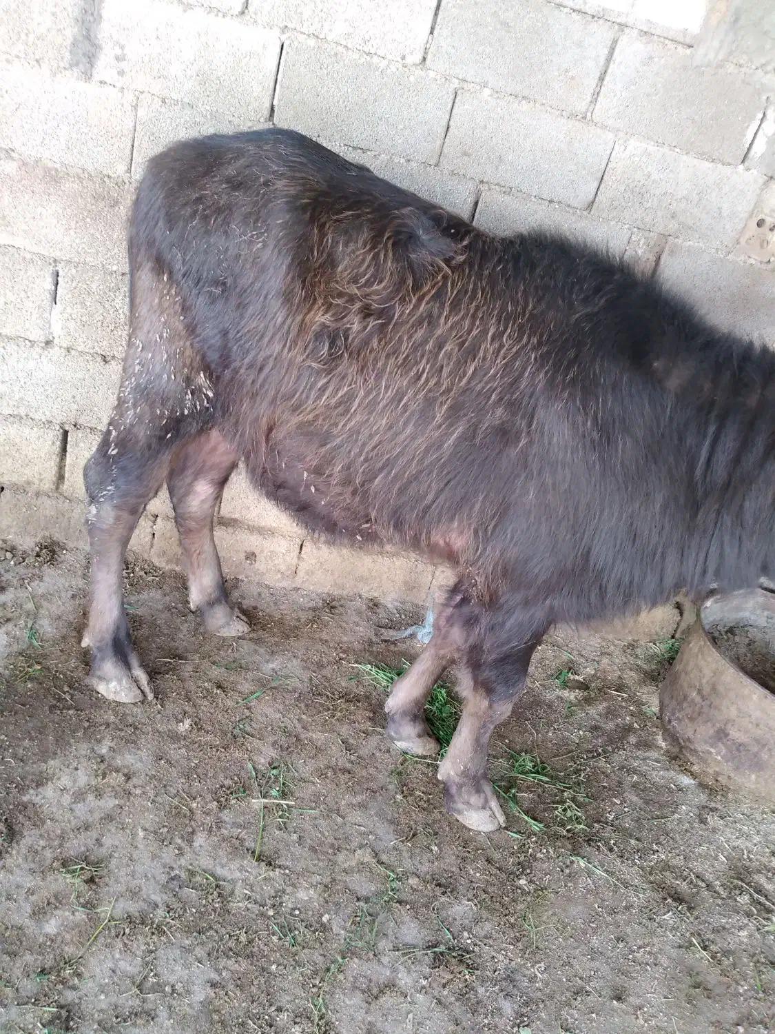 گاومیش ماده|حیوانات|اهواز, دغاغله|دیوار