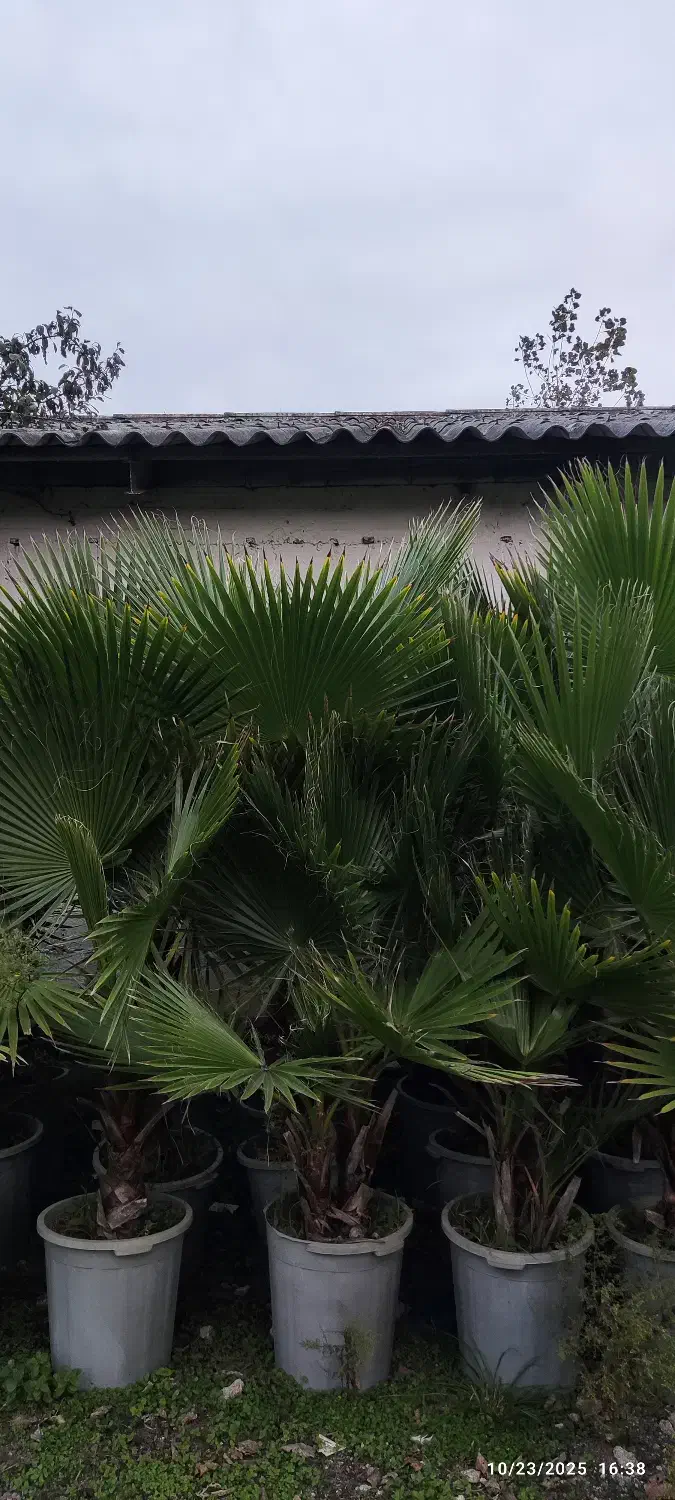 درخت پالم|گل و گیاه طبیعی|بندر انزلی, بشمن|دیوار