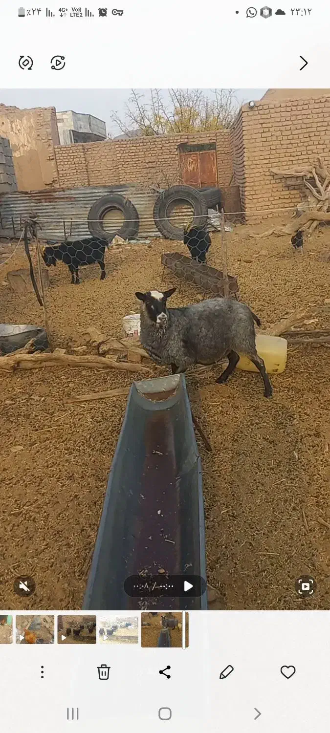 میش رومانف جوان|حیوانات مزرعه|گزیک, |دیوار