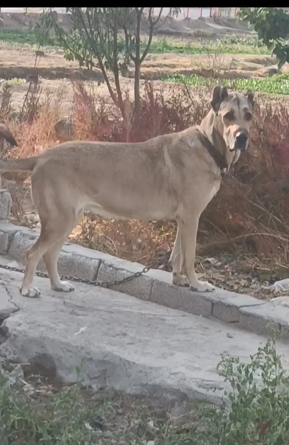 ماده سرابی دکور|سگ|سراب, |دیوار