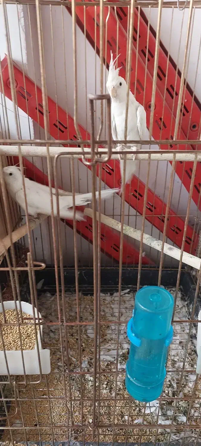 دو جفت عروس هلندی البینو ضمانتی|پرنده|بوکان, |دیوار