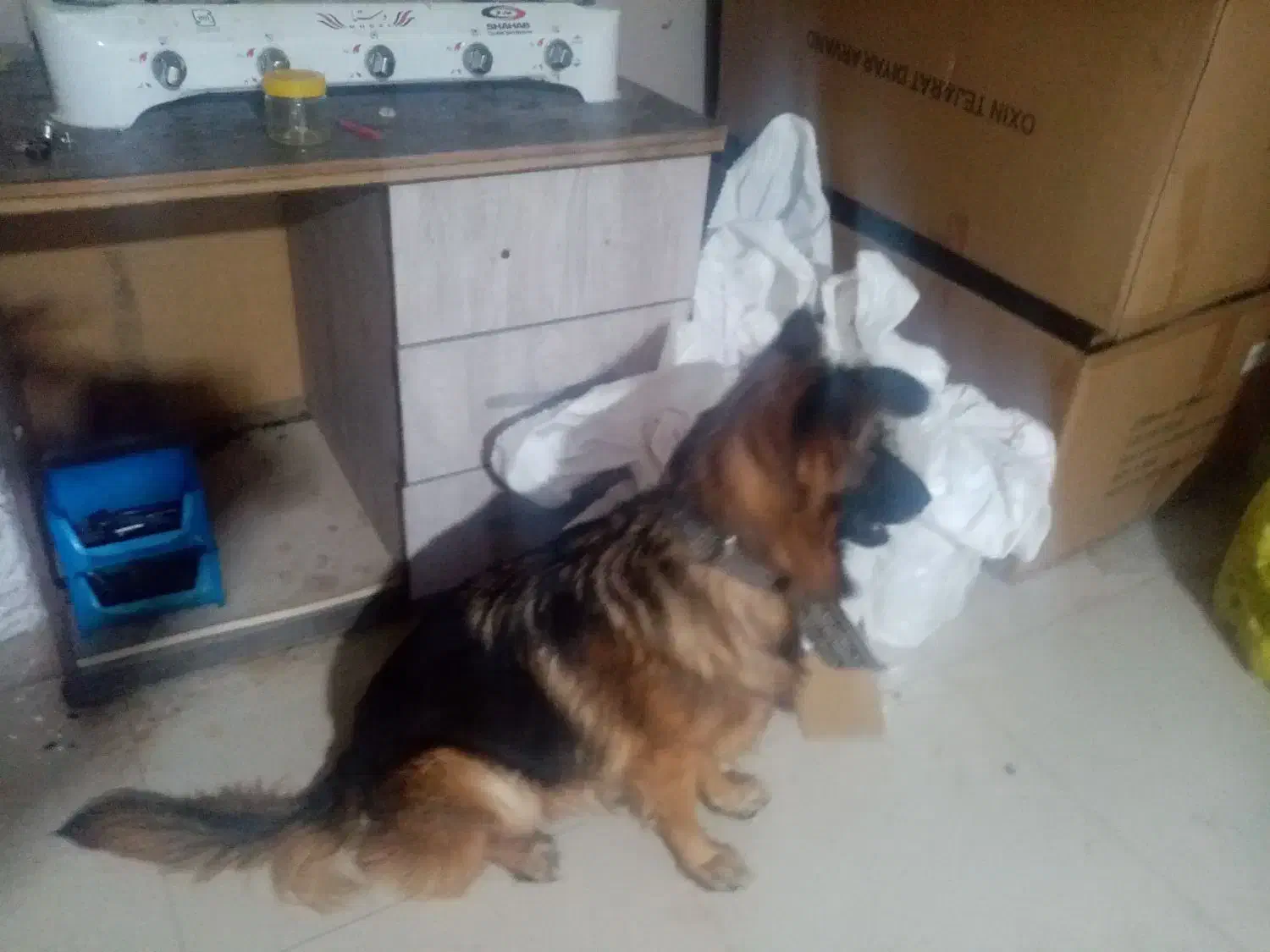 سگ شناسنامه دار ماده ۲ساله اجتماعی|سگ|خرمشهر, |دیوار