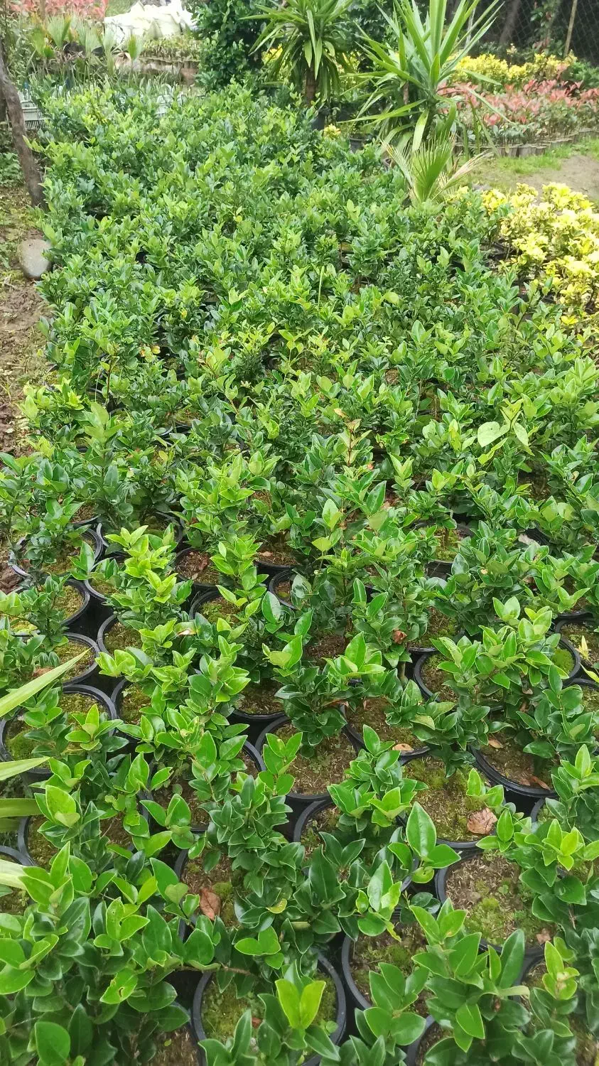 یاس هلندی|گل و گیاه طبیعی|رحیمآباد, |دیوار