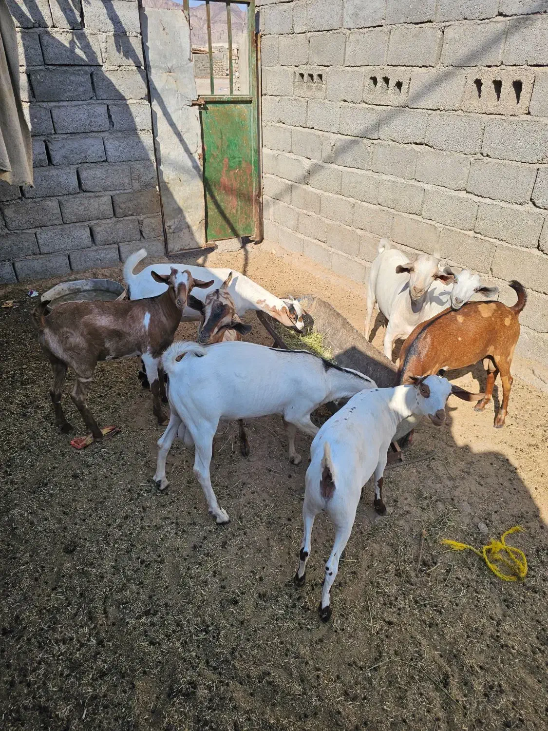 تعدادی کهره نر چاق پلم|حیوانات مزرعه|مهران (هرمزگان), |دیوار