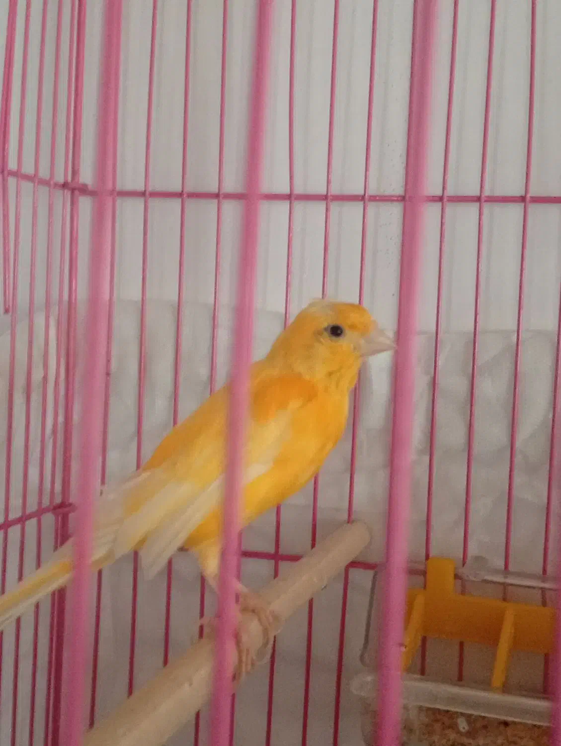 ...|پرنده|جوانرود, |دیوار