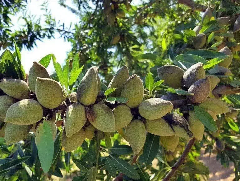 پیشفروش نهال بادام حریر دوساله|خدمات باغبانی و درختکاری|ازگله, |دیوار