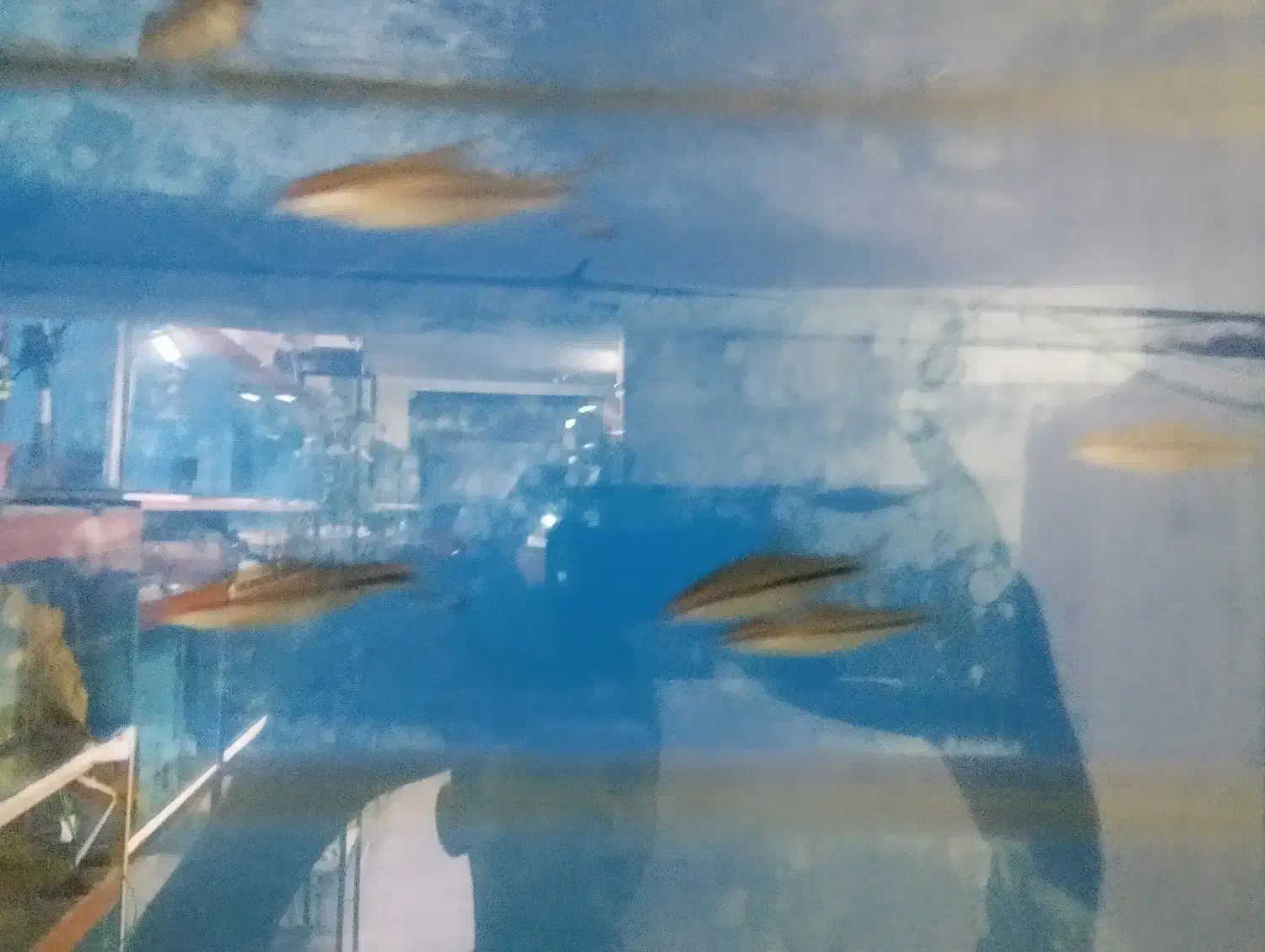 فروش انواع ماهی های زینتی خاص و کمیاب.|ماهی|سمنان, |دیوار