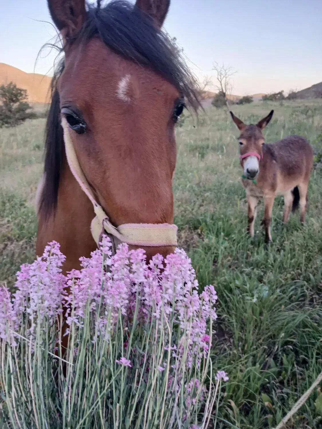 اسب نریان سواری|اسب و تجهیزات اسب‌سواری|قزوین, |دیوار