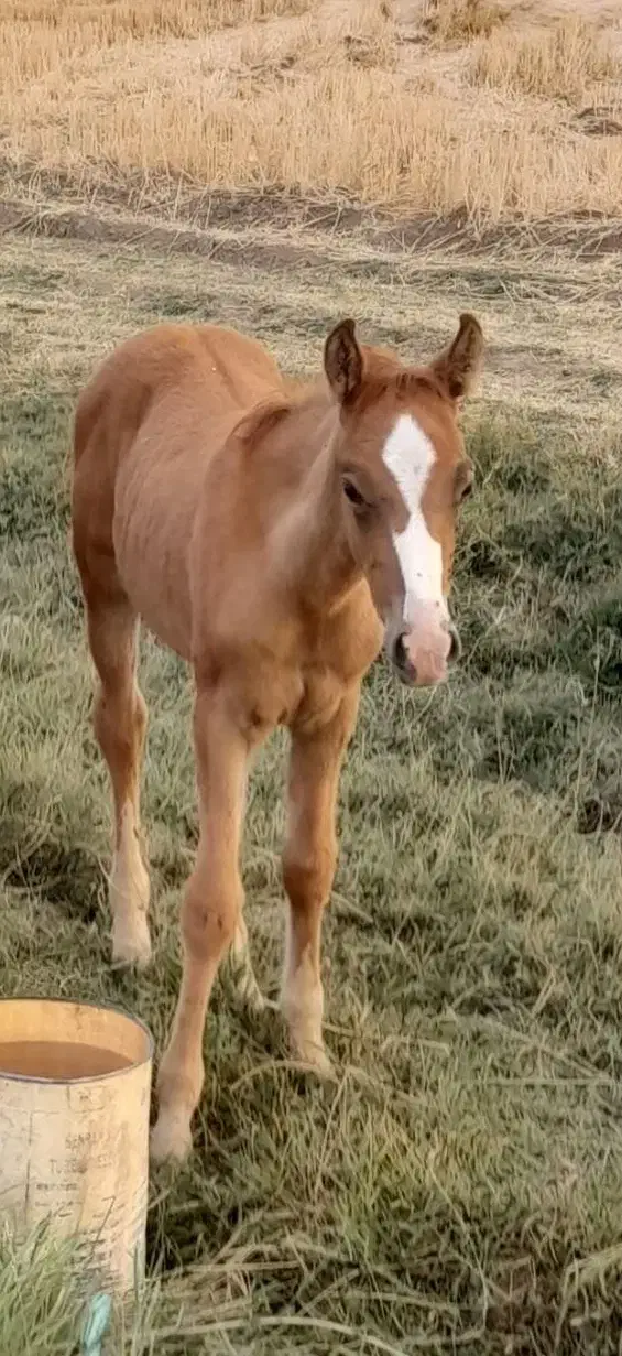 اسب پیدا شده|حیوانات|سیاخ دارنگون, |دیوار