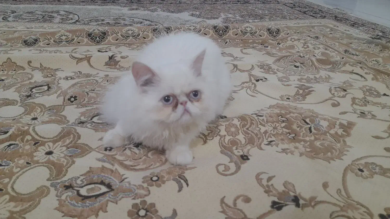 گربه تربیت شده|گربه|تربت جام, مطهری|دیوار