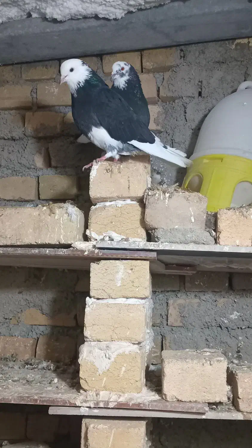 کبوتر|پرنده|سامن, |دیوار