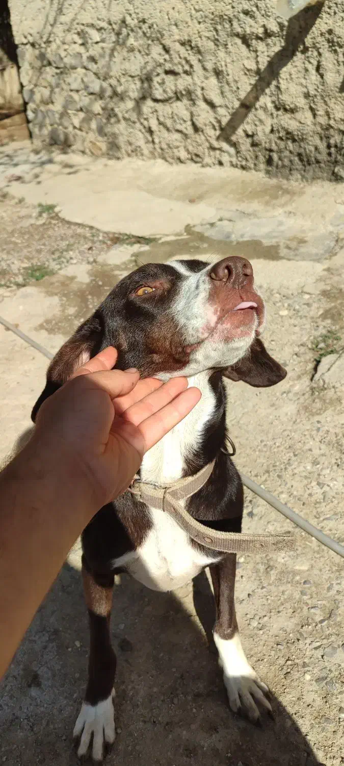 پوینتر میکس|سگ|کلاله, |دیوار