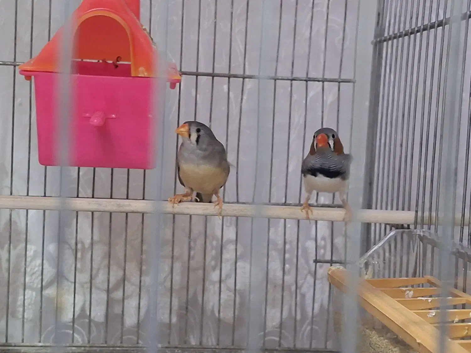 فنچ|پرنده|اصفهان, شاهد|دیوار