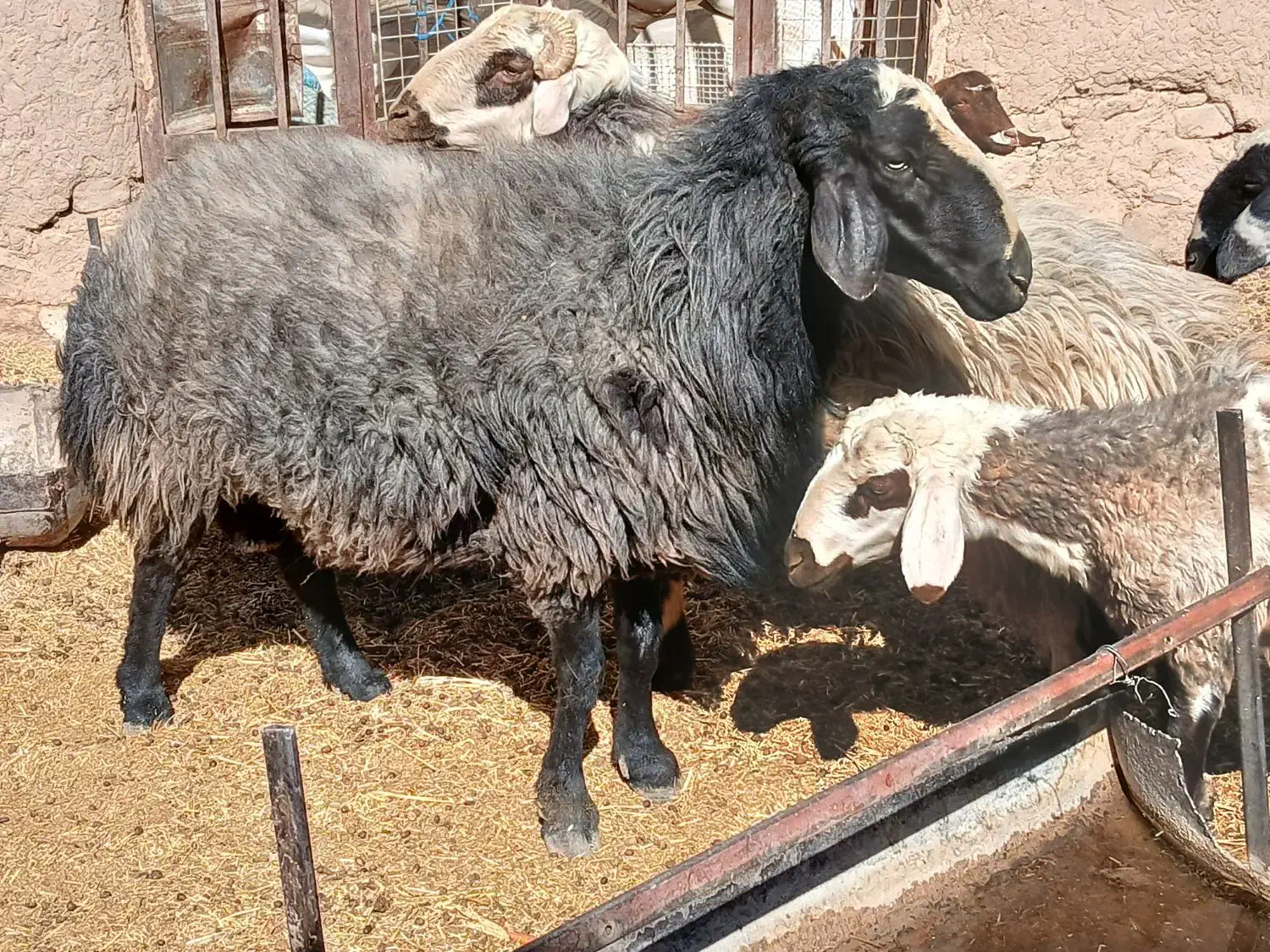 گوسفند بره قوچ|حیوانات مزرعه|ماهان, |دیوار