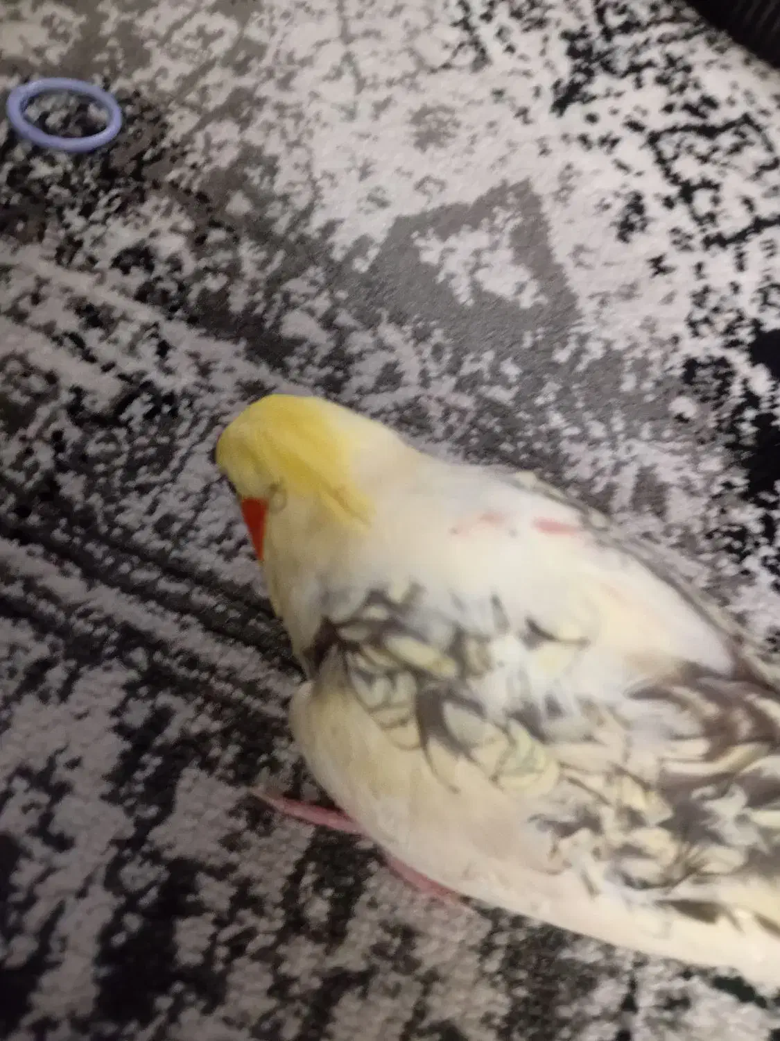 دوتا عروس هلندی|پرنده|شیروان (خراسان), |دیوار