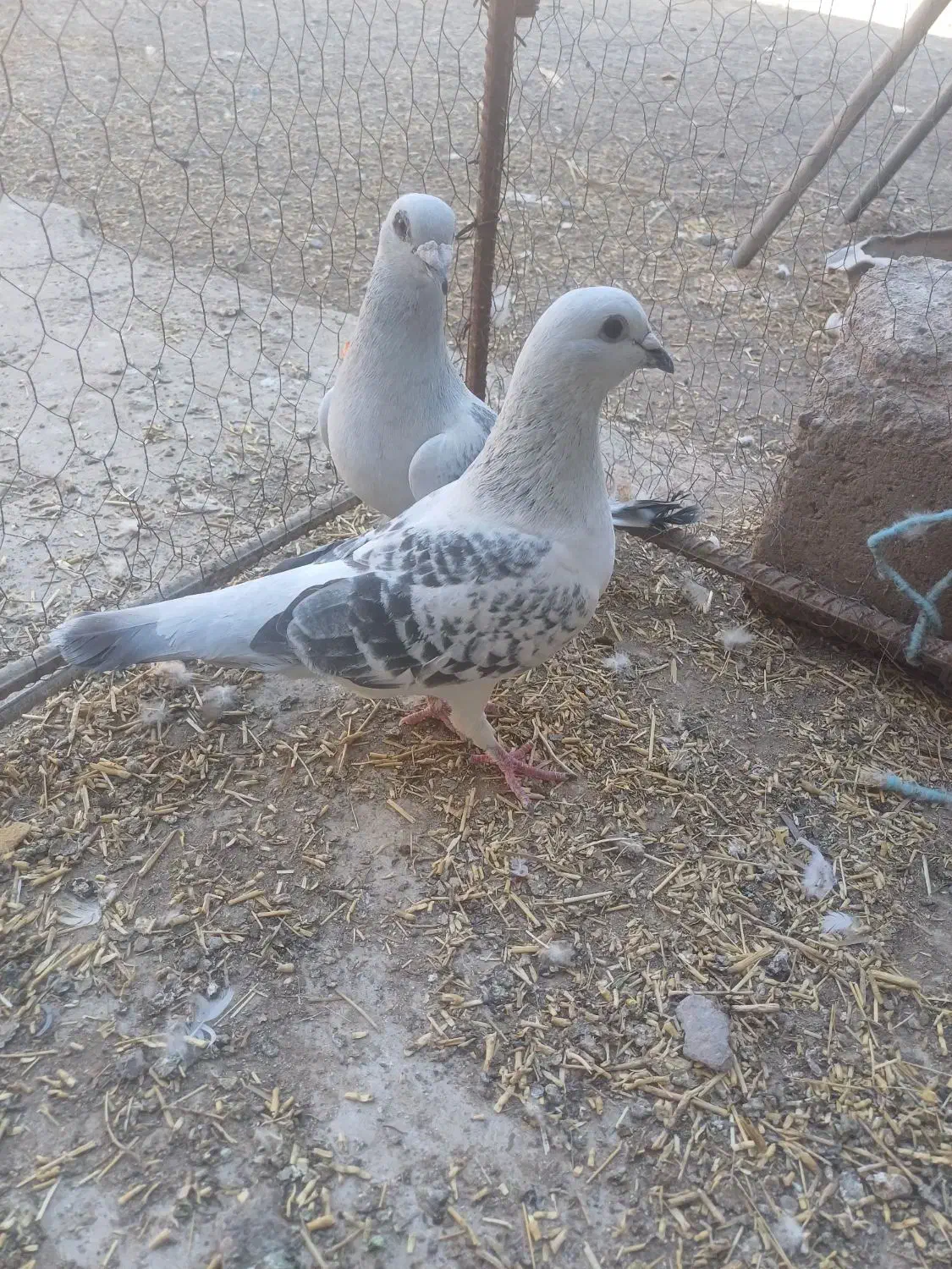 کفتر|پرنده|بم, |دیوار