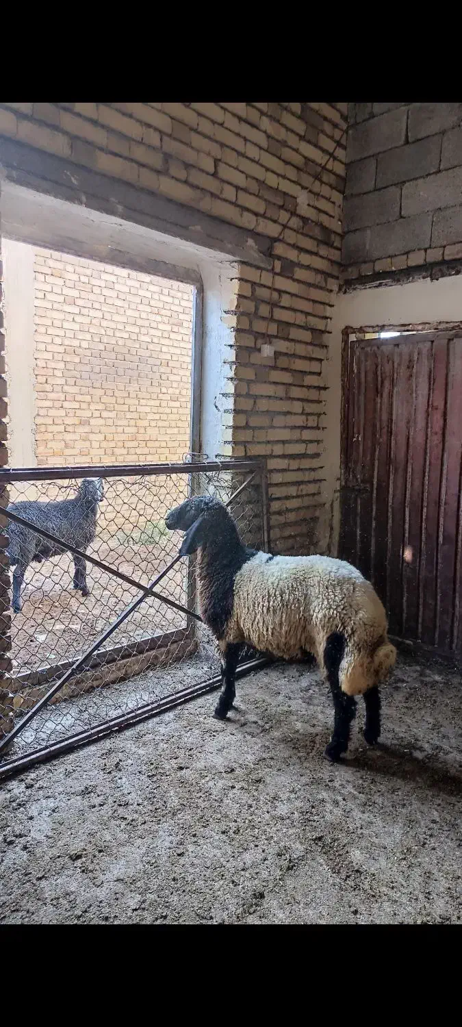 معاوضه ۵۰ عدد بره نر چاق با بره داشتی|حیوانات مزرعه|سیلوانه, |دیوار