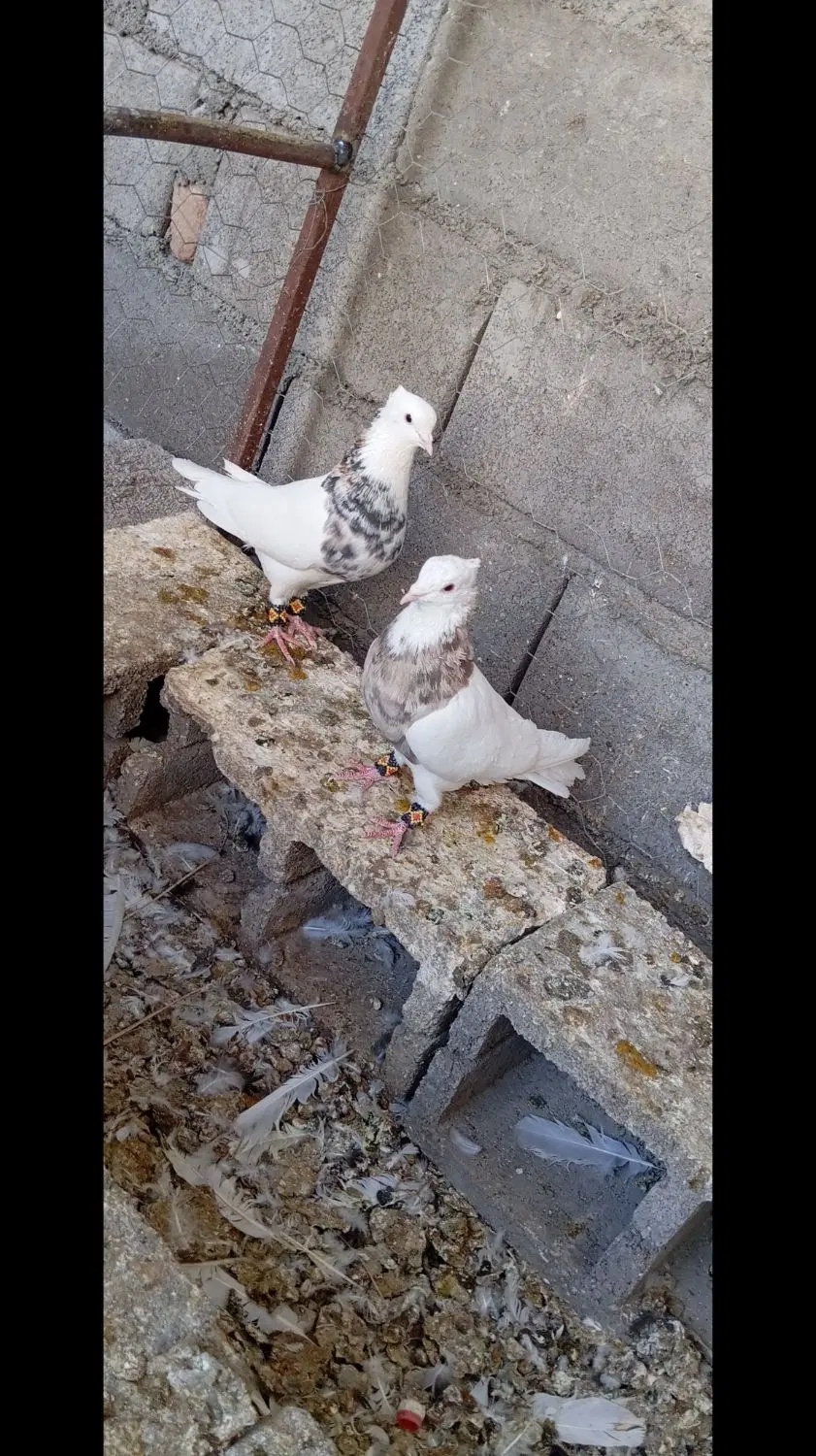 طوقی|پرنده|کوهبنان, |دیوار