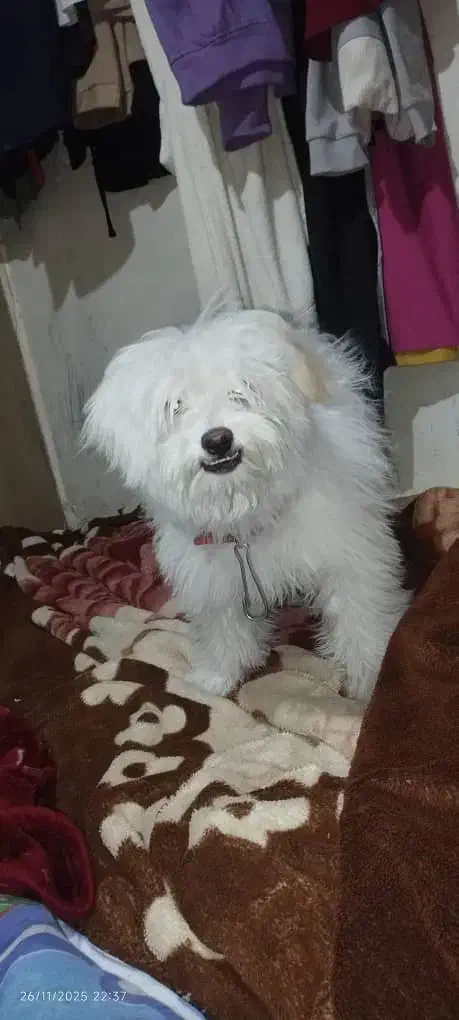 معاوضه با پرنده توله پامر|سگ|قدس, شهرقدس|دیوار