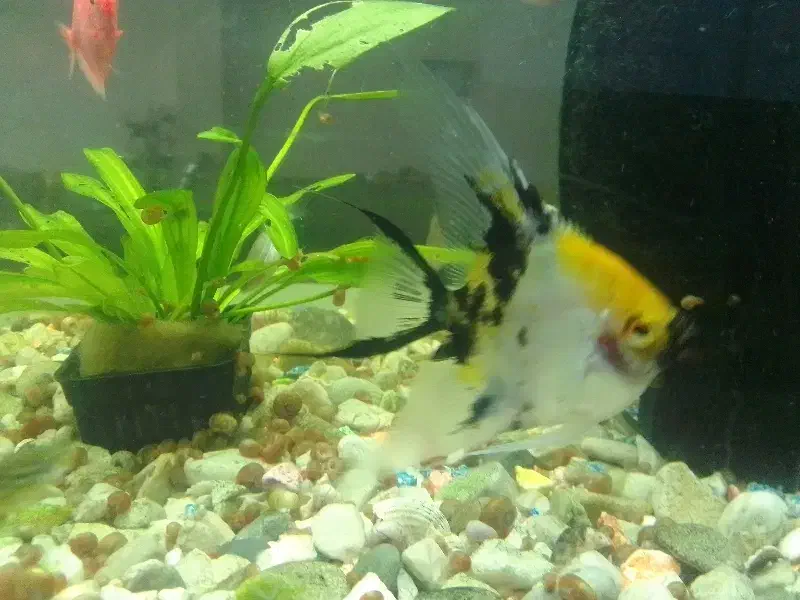 آنجل کوی|ماهی|مشهد, فاطمیه|دیوار