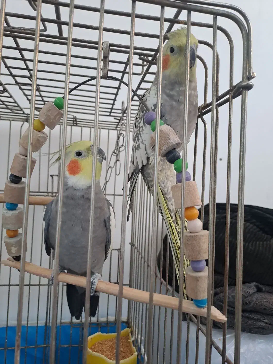 عروس هلندی|پرنده|باسمنج, |دیوار