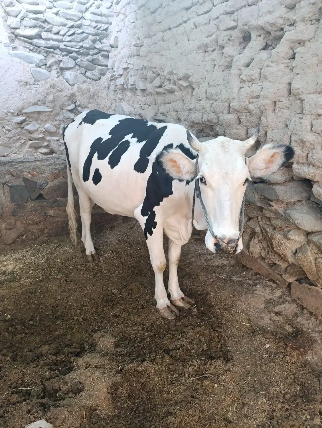 گاو وگوساله|حیوانات مزرعه|سراوان, |دیوار
