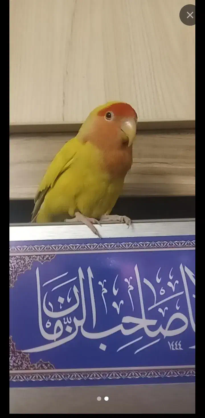 گم شدن ۱عدد طوطی برزیلی نیم وام|حیوانات|قم, دورشهر|دیوار