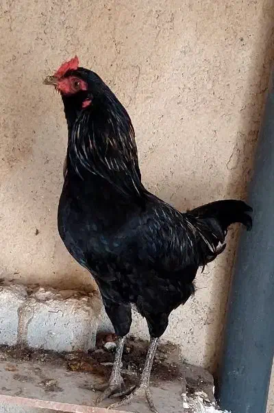 خروس|حیوانات مزرعه|چاه مبارک, |دیوار