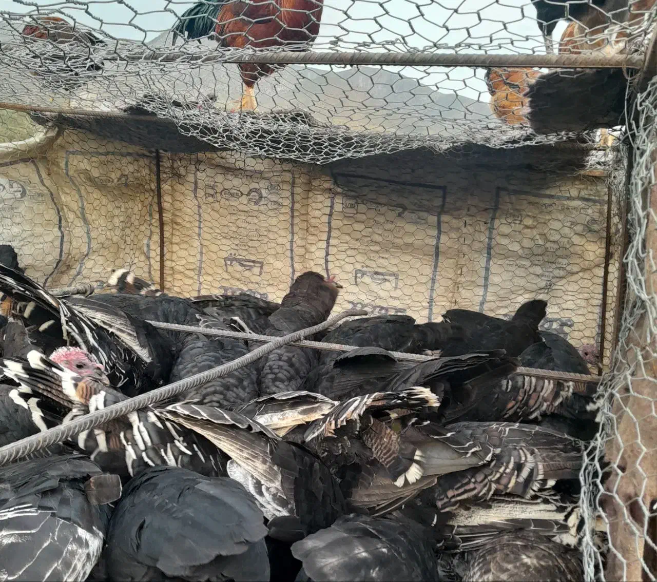 بوقلمون|حیوانات مزرعه|اردبیل, |دیوار