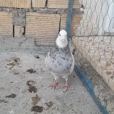 نر طوقی|پرنده|خمینی‌شهر, |دیوار