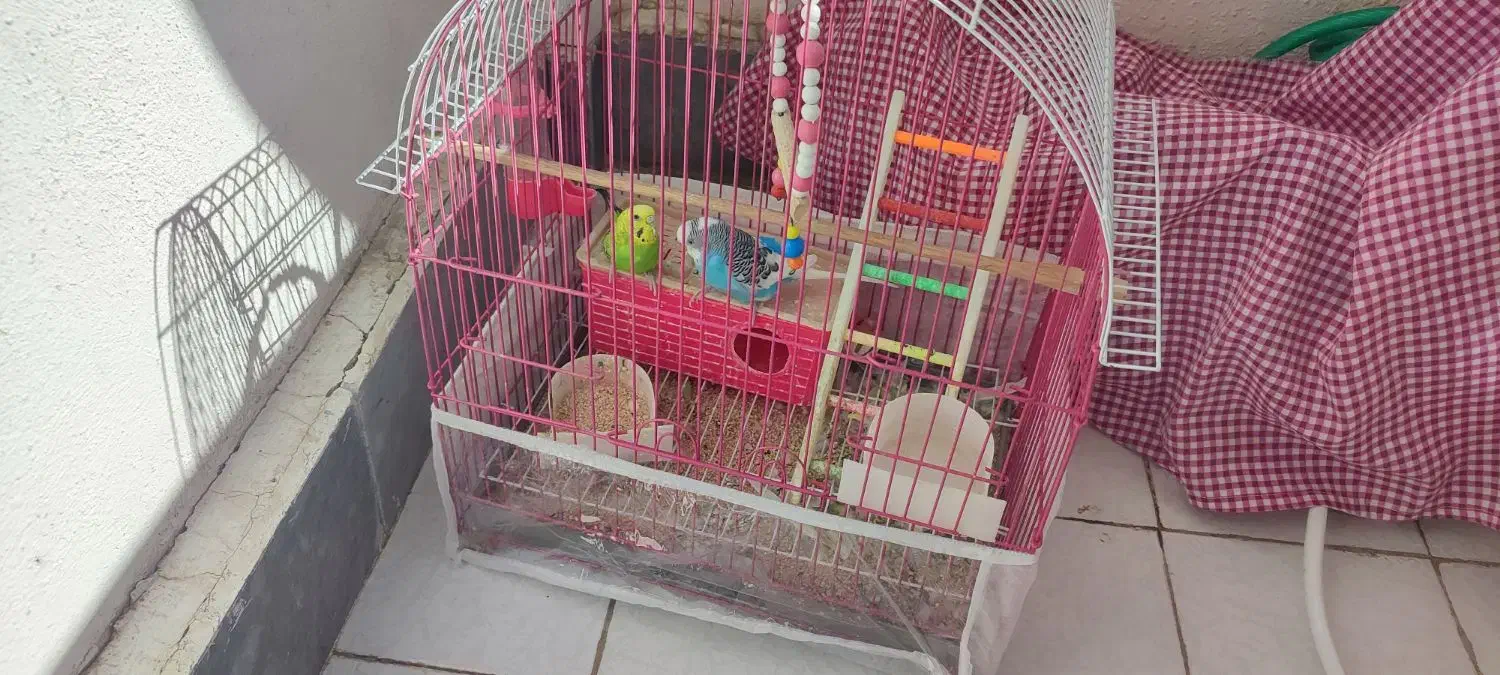 پرنده مرغ عشق|پرنده|سهند, |دیوار