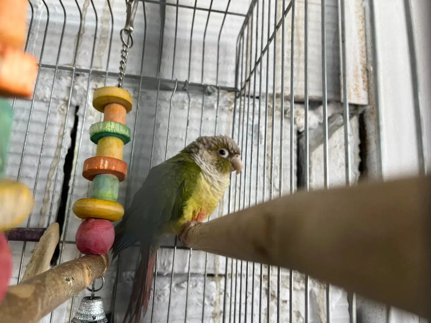 گرینچیک|پرنده|نسیم‌شهر, |دیوار