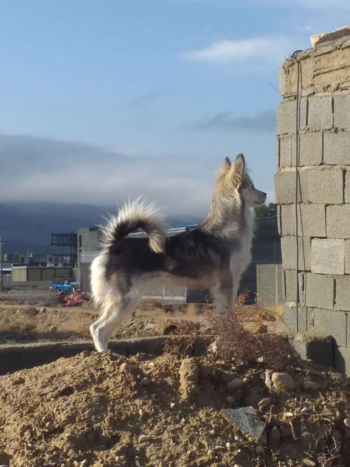 سگ زیبا|سگ|جهرم, |دیوار