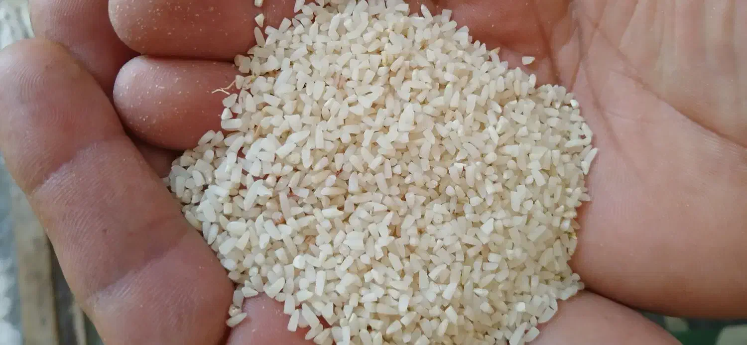 برنج نیم دانه صدری زرد دم شاه برنج(شاه برنج)|خوردنی و آشامیدنی|شفت, |دیوار