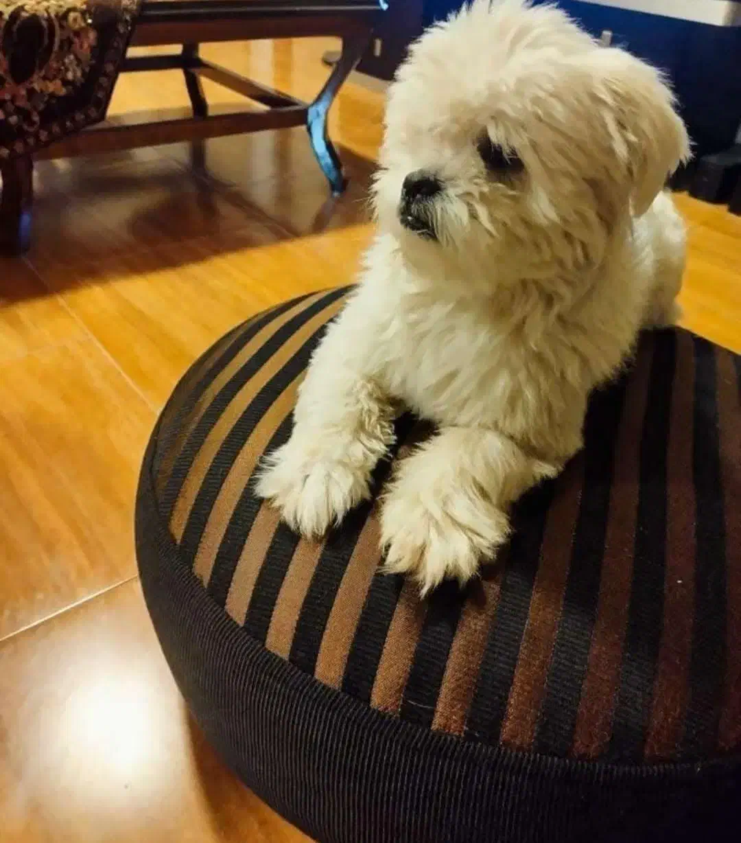 سگ شیتزو گمشده|حیوانات|فولادشهر, A2|دیوار