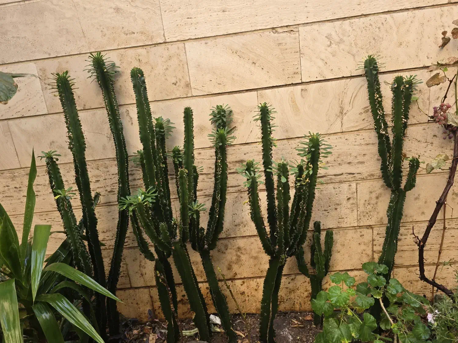 افوربیا چند سر|گل و گیاه طبیعی|تهران, سلسبیل شمالی|دیوار