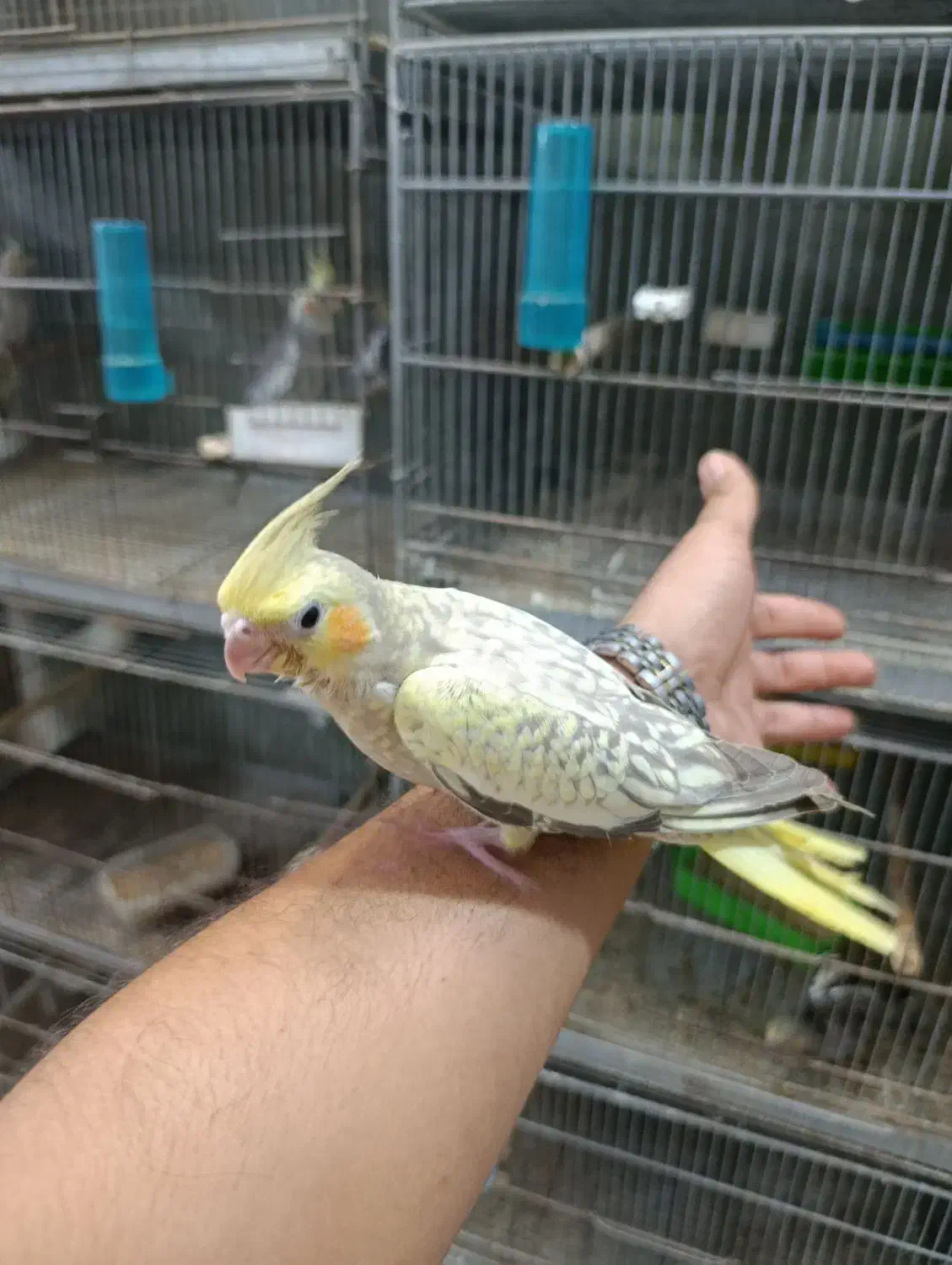 عروس هلندی سرلاکی و دنخور رام|پرنده|فین, |دیوار