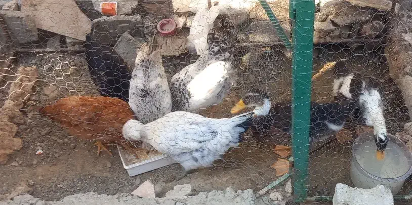 5جوجه مرغ محلی سالم|حیوانات مزرعه|کهنوج, |دیوار