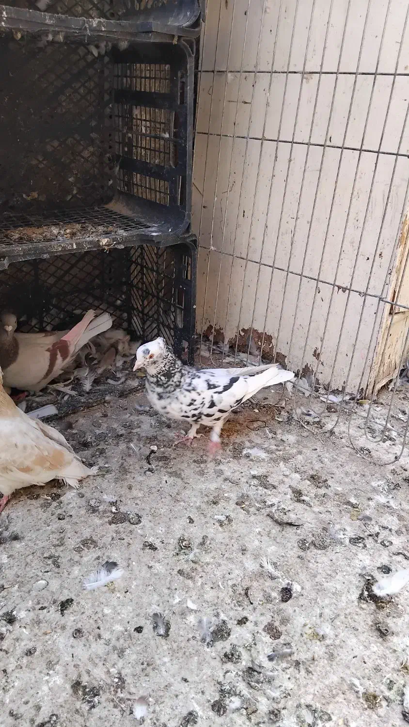 کفتر سرور سنگی و ارشینگل فروشی|پرنده|اسلامشهر, شهرک احمدیه|دیوار