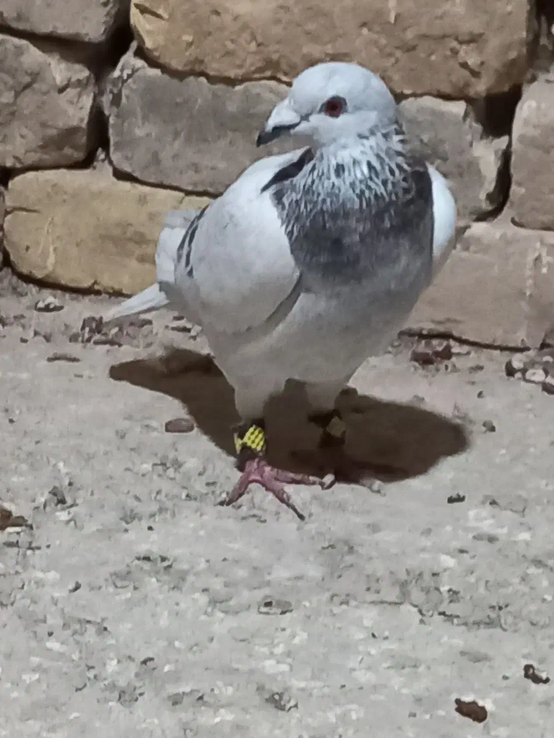 ۲عدد کبوتر|پرنده|قزوین, |دیوار