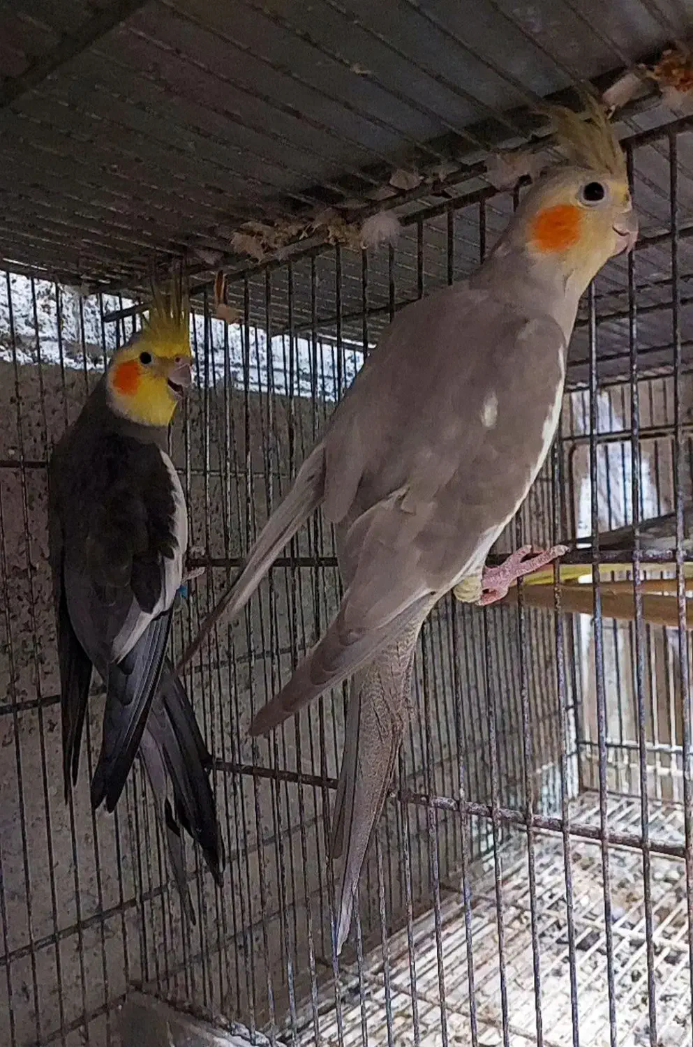 عروس هلندی|پرنده|رامسر, |دیوار