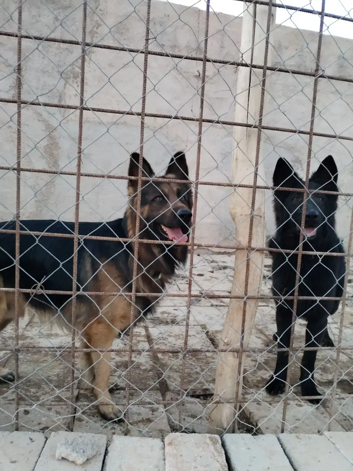 سگ ژرمن قشنگ|سگ|بجنورد, |دیوار