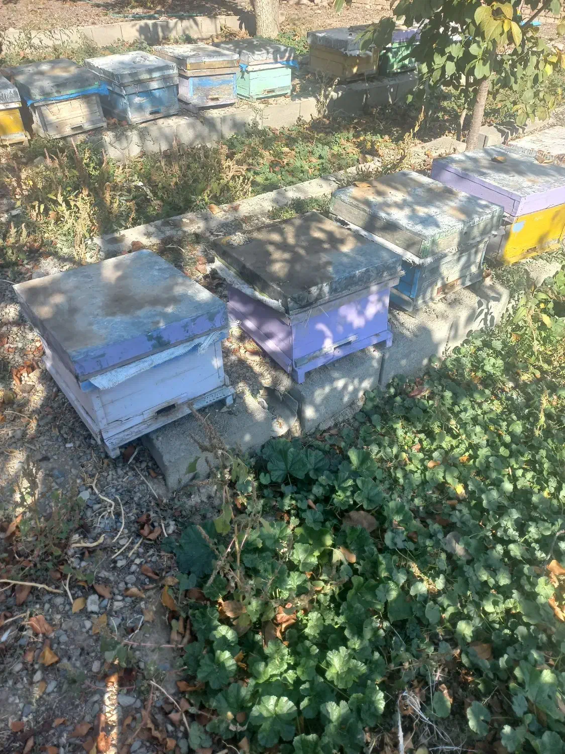 فروش کندو با زنبور  و کندو خالی|حیوانات مزرعه|شبستر, |دیوار