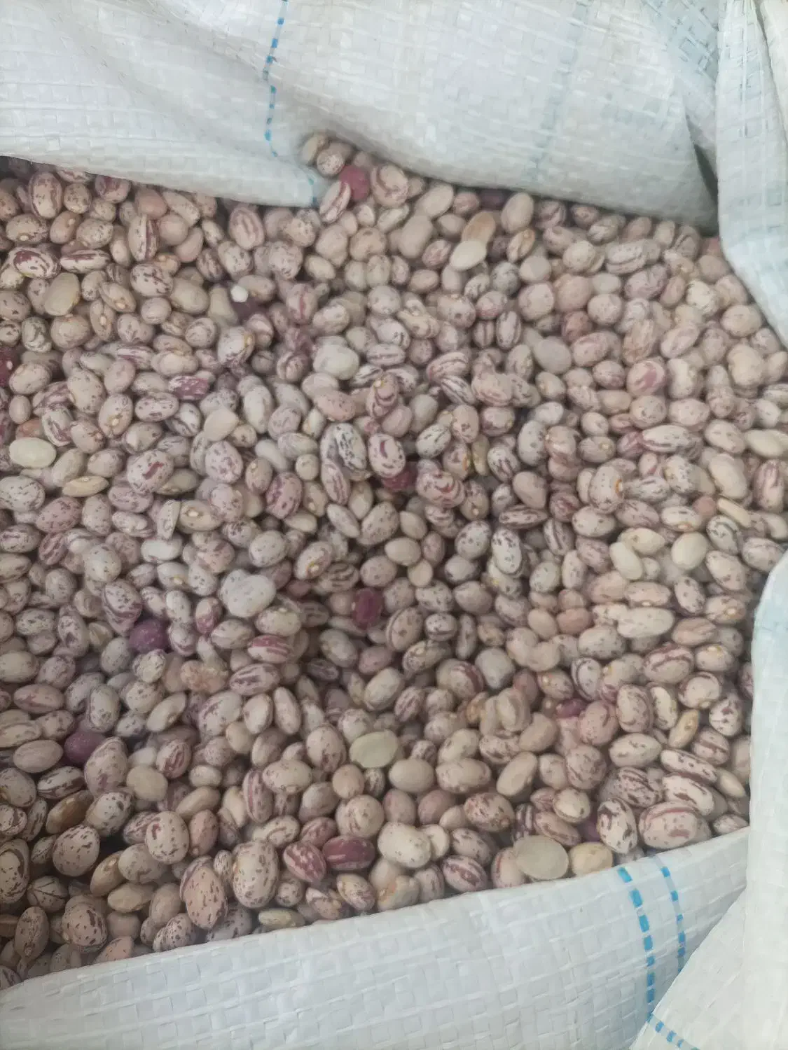 حبوبات عدالت|خوردنی و آشامیدنی|تهران, سلسبیل شمالی|دیوار