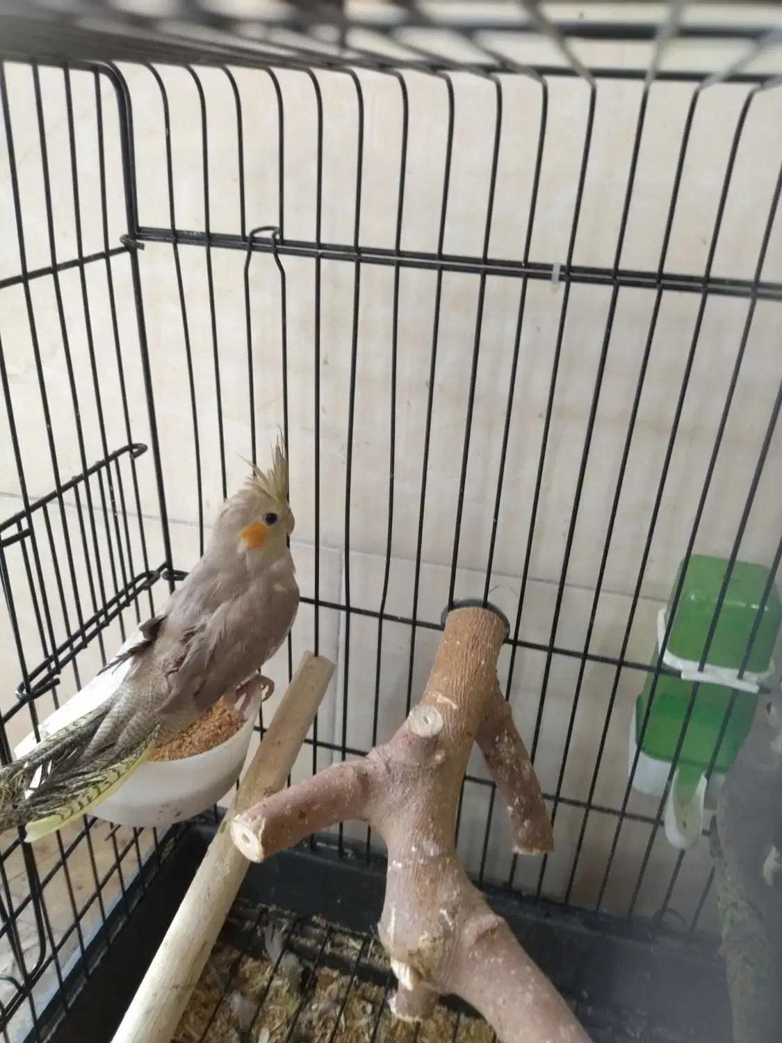 پرنده عروس هلندی|پرنده|ری, علایین|دیوار